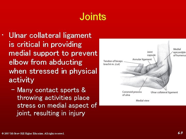 Joints • Ulnar collateral ligament is critical in providing medial support to prevent elbow