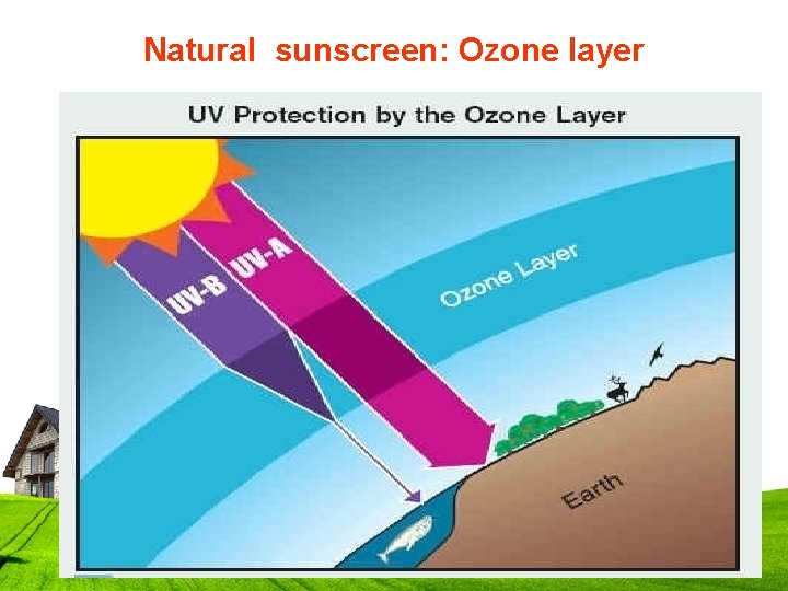 Natural sunscreen: Ozone layer 