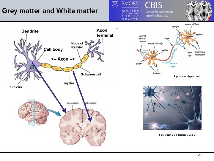 Grey matter and White matter Figure from pixgood. com Figure from Brain Harmony Center