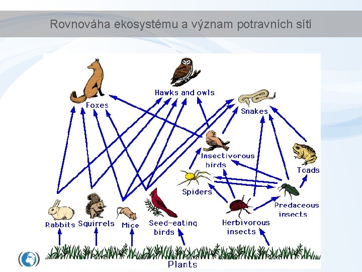 Rovnováha ekosystému a význam potravních sítí 