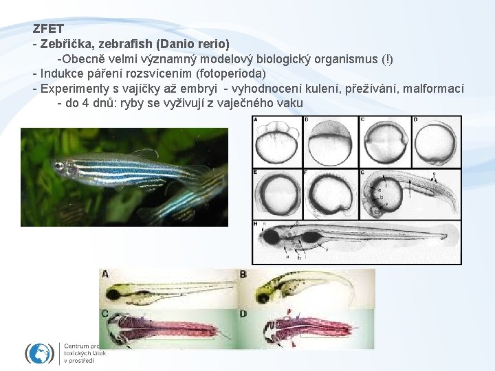 ZFET - Zebřička, zebrafish (Danio rerio) -Obecně velmi významný modelový biologický organismus (!) -