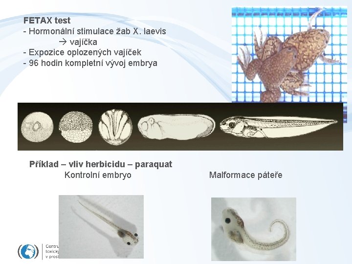 FETAX test - Hormonální stimulace žab X. laevis vajíčka - Expozice oplozených vajíček -