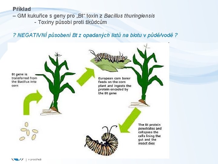 Příklad – GM kukuřice s geny pro „Bt“ toxin z Bacillus thuringiensis - Toxiny