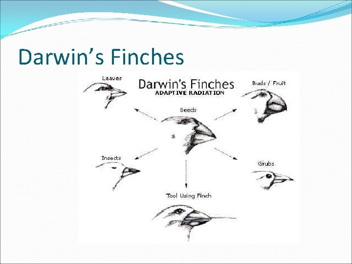 Darwin’s Finches 