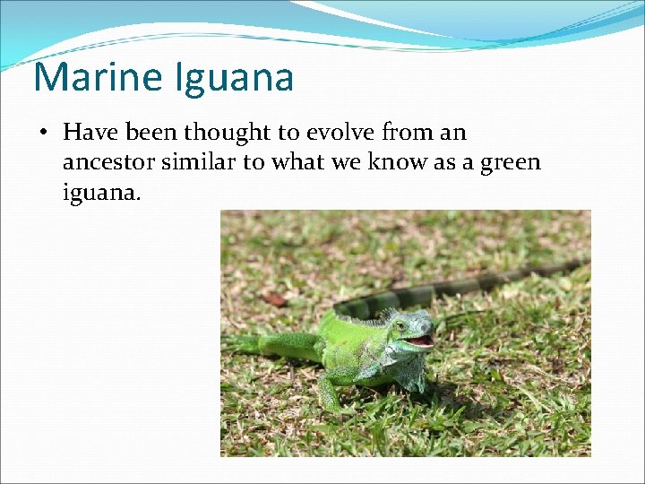 Marine Iguana • Have been thought to evolve from an ancestor similar to what