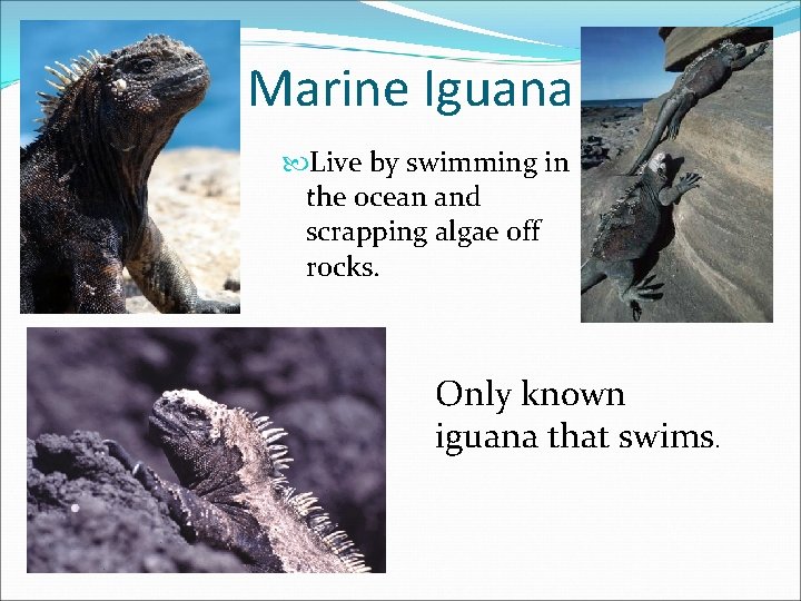 Marine Iguana Live by swimming in the ocean and scrapping algae off rocks. Only