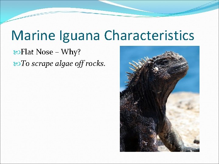 Marine Iguana Characteristics Flat Nose – Why? To scrape algae off rocks. 