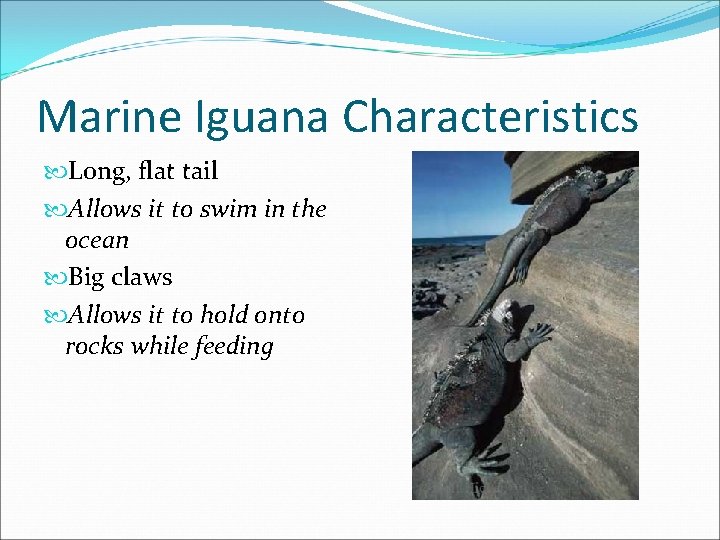 Marine Iguana Characteristics Long, flat tail Allows it to swim in the ocean Big