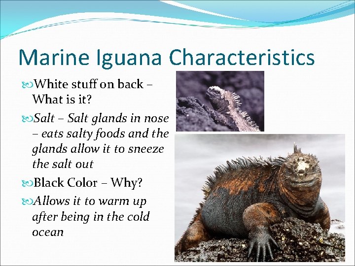 Marine Iguana Characteristics White stuff on back – What is it? Salt – Salt