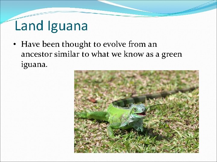 Land Iguana • Have been thought to evolve from an ancestor similar to what