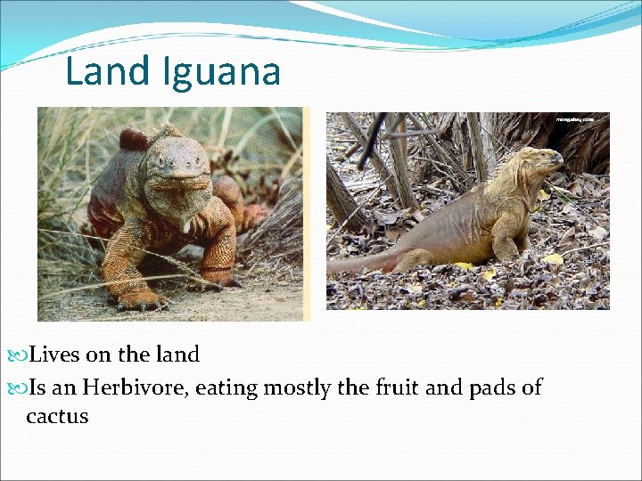 Land Iguana Lives on the land Is an Herbivore, eating mostly the fruit and