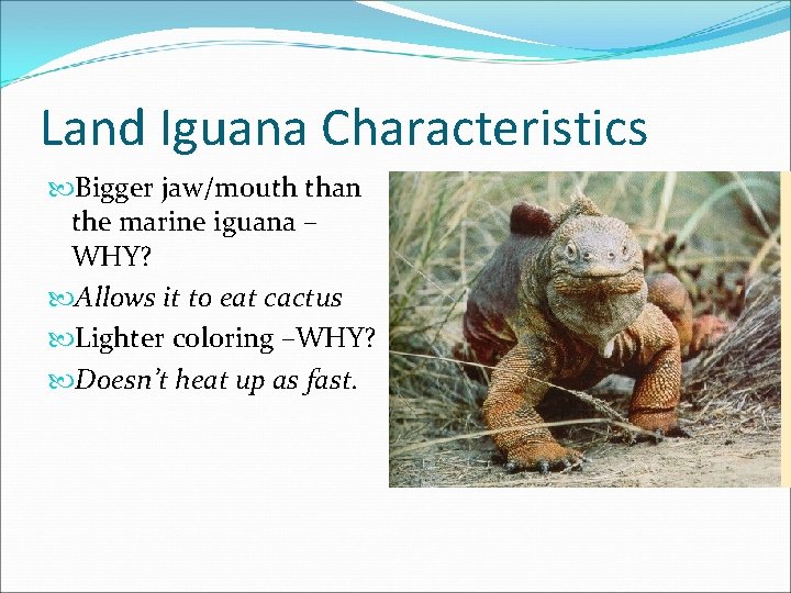 Land Iguana Characteristics Bigger jaw/mouth than the marine iguana – WHY? Allows it to