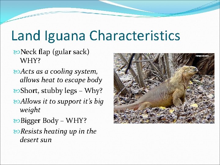 Land Iguana Characteristics Neck flap (gular sack) WHY? Acts as a cooling system, allows