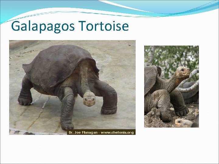 Galapagos Tortoise 