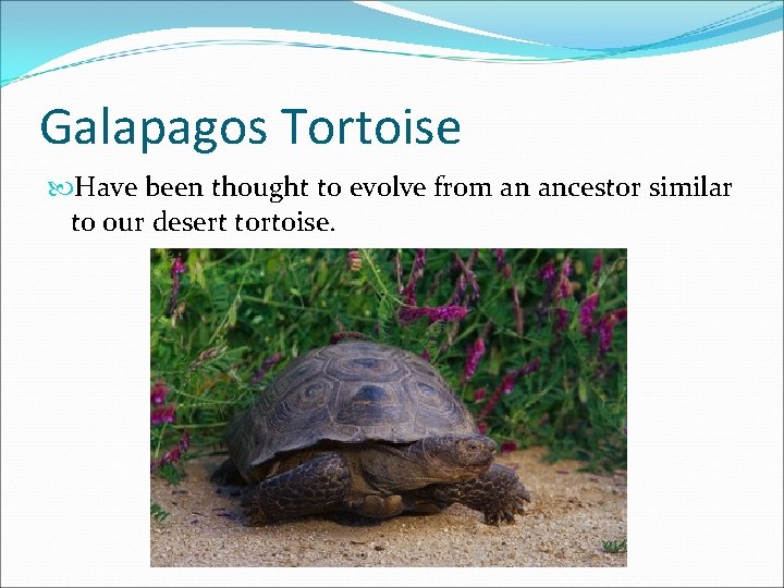 Galapagos Tortoise Have been thought to evolve from an ancestor similar to our desert