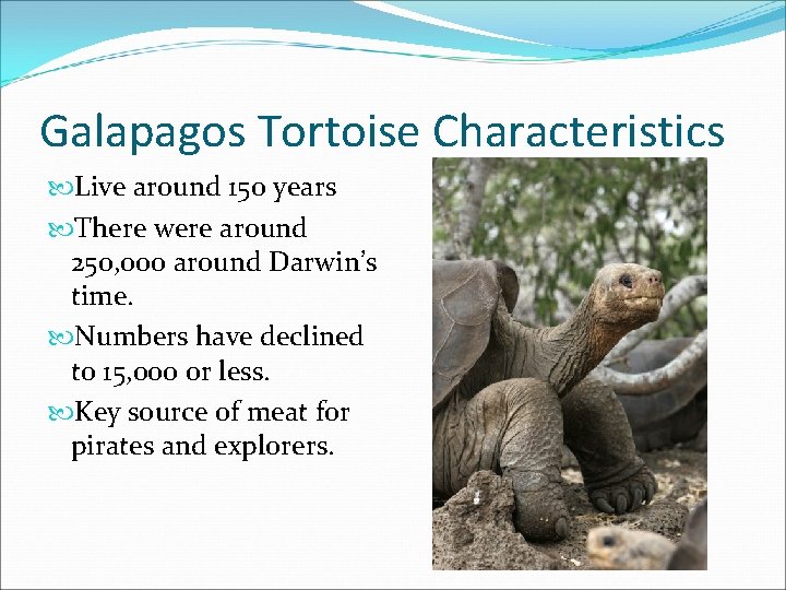 Galapagos Tortoise Characteristics Live around 150 years There were around 250, 000 around Darwin’s