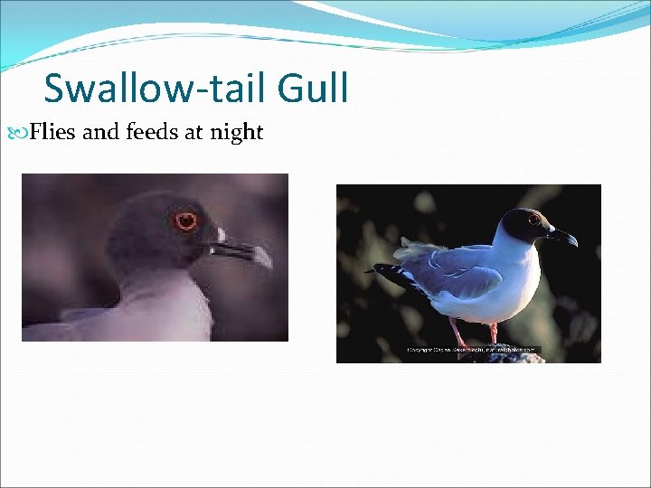 Swallow-tail Gull Flies and feeds at night 