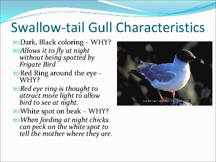 Swallow-tail Gull Characteristics Dark, Black coloring – WHY? Allows it to fly at night
