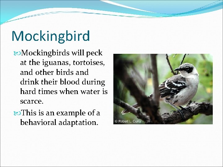 Mockingbirds will peck at the iguanas, tortoises, and other birds and drink their blood