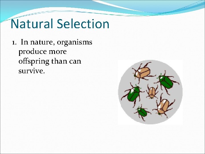 Natural Selection 1. In nature, organisms produce more offspring than can survive. 