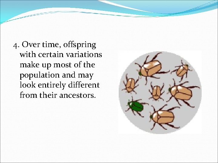 4. Over time, offspring with certain variations make up most of the population and