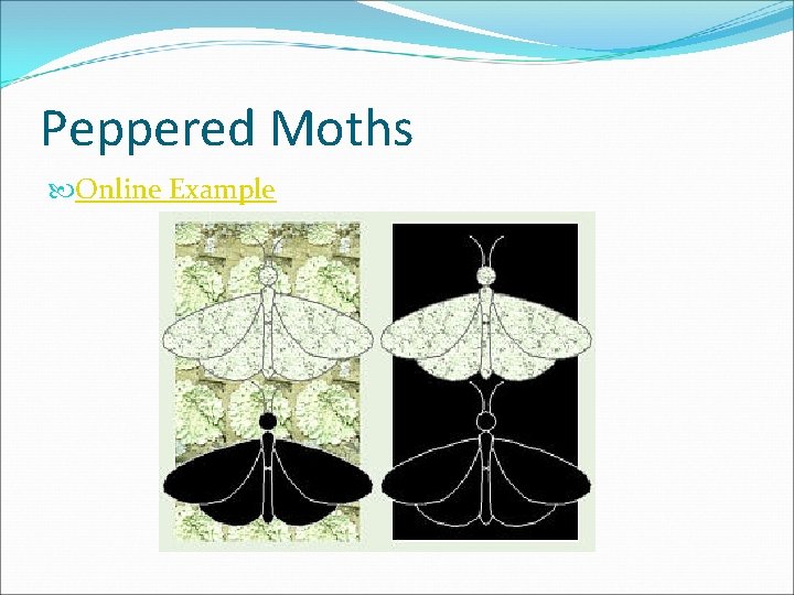 Peppered Moths Online Example 