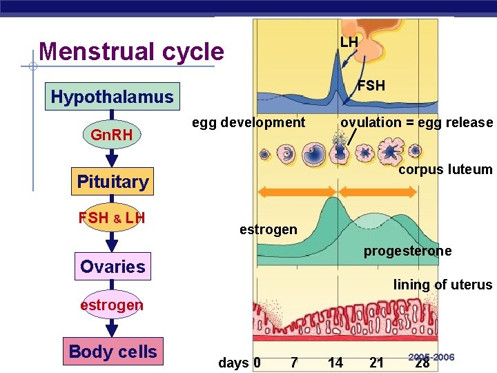 LH Menstrual cycle FSH Hypothalamus Gn. RH egg development ovulation = egg release corpus