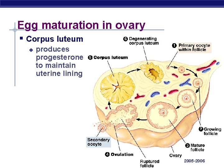 Egg maturation in ovary § Corpus luteum u AP Biology produces progesterone to maintain