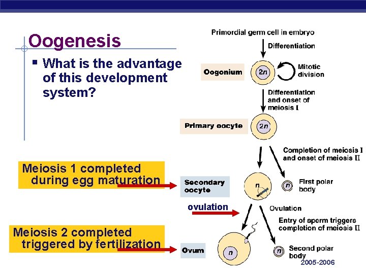 Oogenesis § What is the advantage of this development system? Meiosis 1 completed during