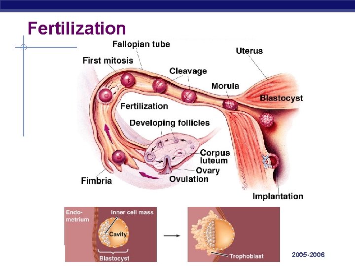 Fertilization AP Biology 2005 -2006 