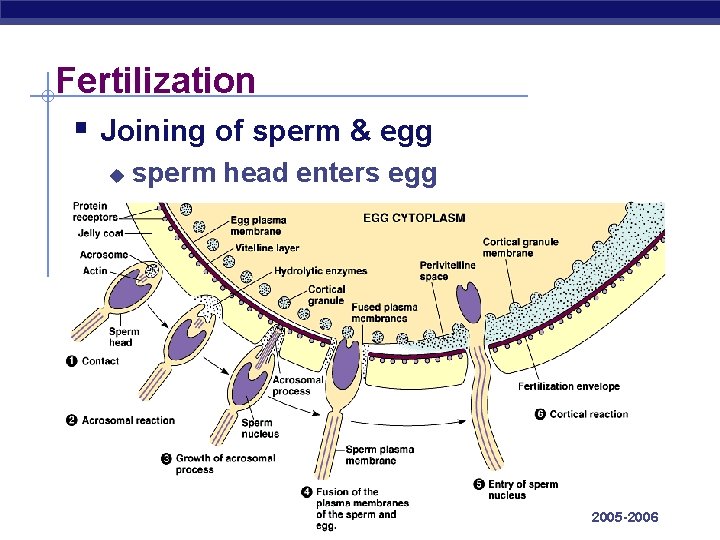 Fertilization § Joining of sperm & egg u AP Biology sperm head enters egg