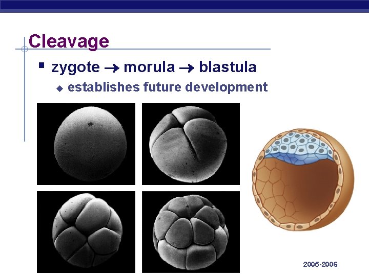 Cleavage § zygote morula blastula u AP Biology establishes future development 2005 -2006 