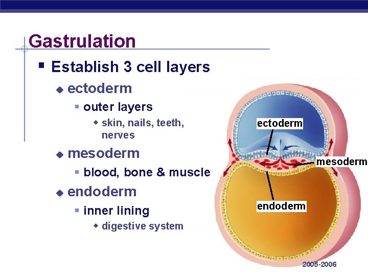 Gastrulation § Establish 3 cell layers u ectoderm § outer layers w skin, nails,