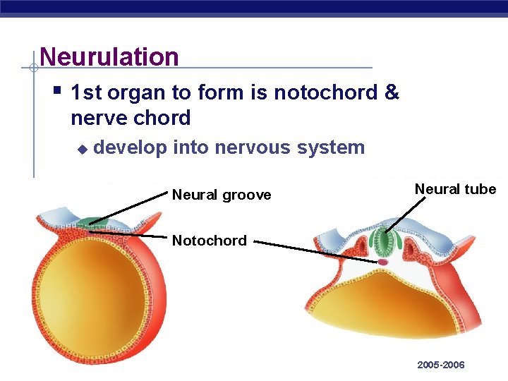 Neurulation § 1 st organ to form is notochord & nerve chord u develop