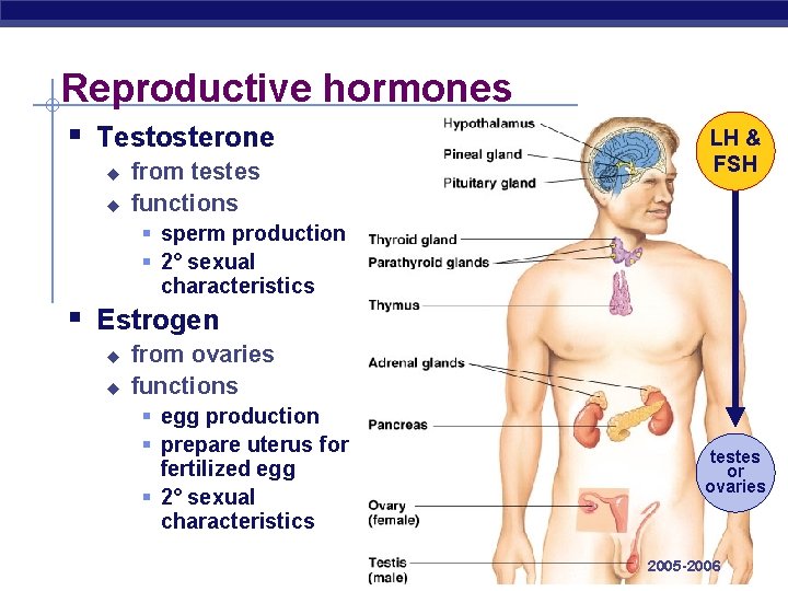 Reproductive hormones § Testosterone u u from testes functions LH & FSH § sperm