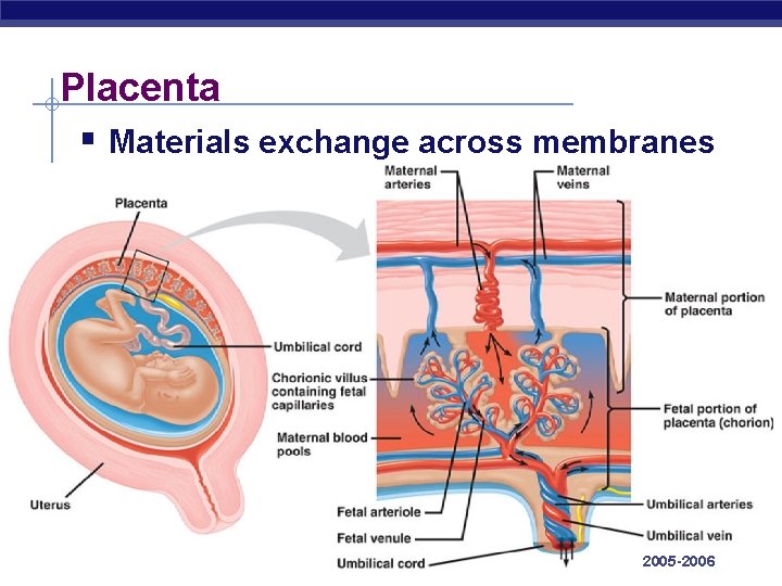 Placenta § Materials exchange across membranes AP Biology 2005 -2006 