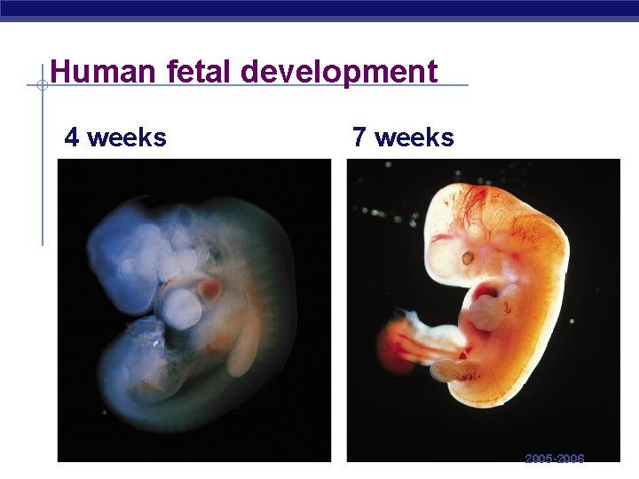 Human fetal development 4 weeks AP Biology 7 weeks 2005 -2006 