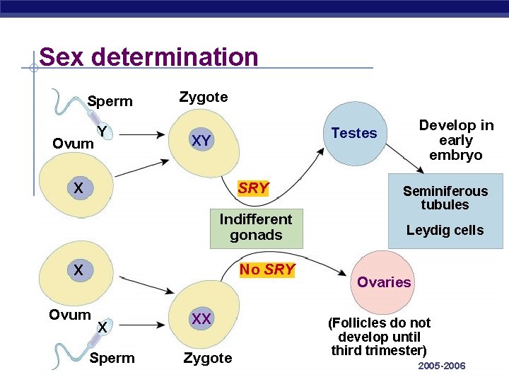Sex determination Sperm Ovum Y Zygote XY X SRY Indifferent gonads No SRY X
