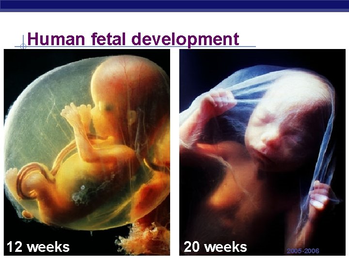 Human fetal development 12 weeks AP Biology 20 weeks 2005 -2006 