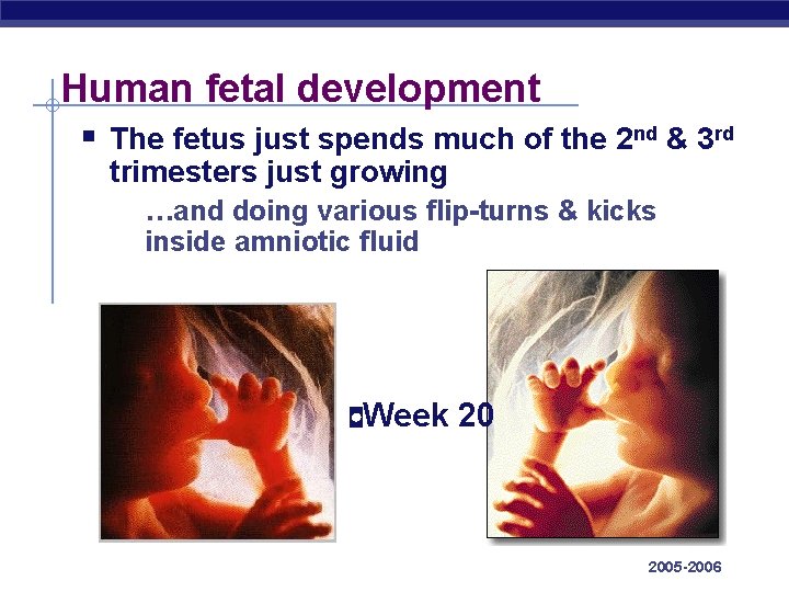 Human fetal development § The fetus just spends much of the 2 nd &