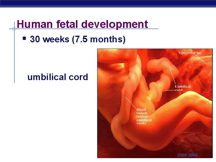 Human fetal development § 30 weeks (7. 5 months) umbilical cord AP Biology 2005