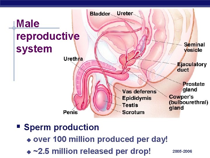 Male reproductive system § Sperm production over 100 million produced per day! AP Biology