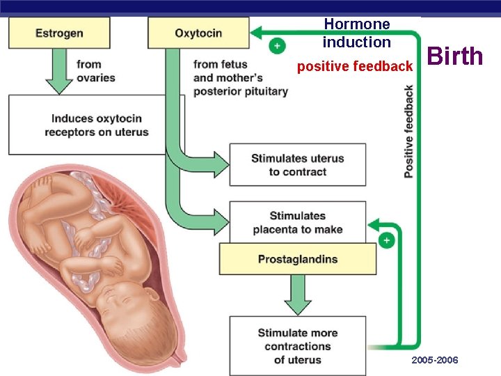 Hormone induction positive feedback AP Biology Birth 2005 -2006 