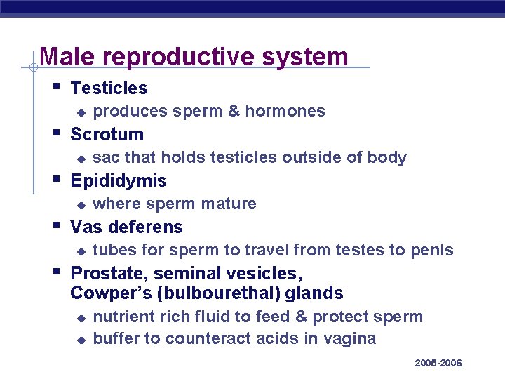 Male reproductive system § Testicles u produces sperm & hormones § Scrotum u sac