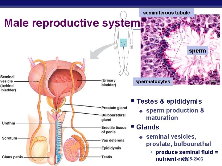 seminiferous tubule Male reproductive system spermatocytes § Testes & epididymis u sperm production &