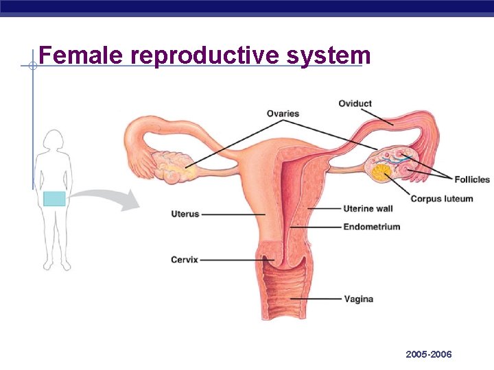 Female reproductive system AP Biology 2005 -2006 
