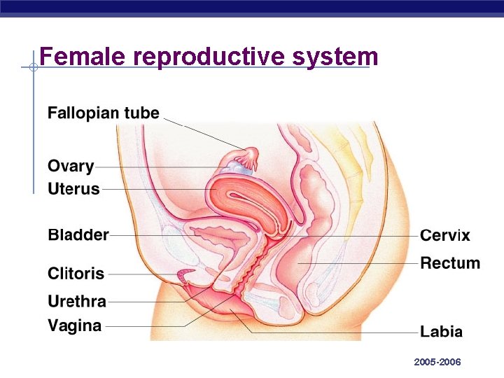 Female reproductive system AP Biology 2005 -2006 