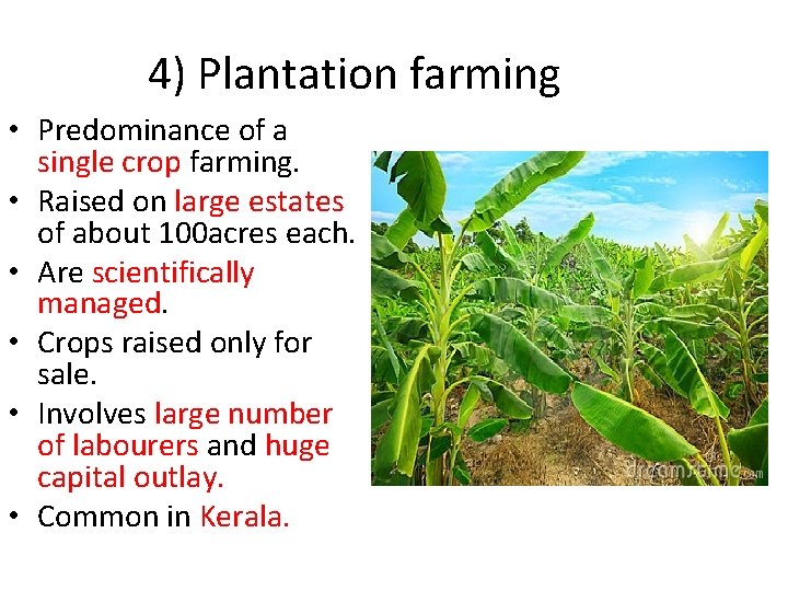 4) Plantation farming • Predominance of a single crop farming. • Raised on large