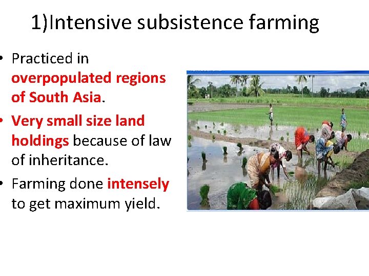1)Intensive subsistence farming • Practiced in overpopulated regions of South Asia. • Very small