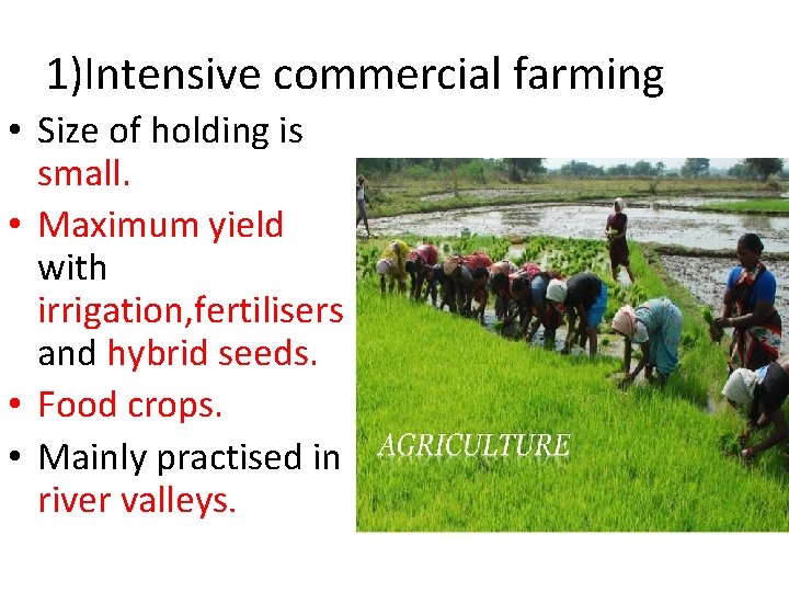 1)Intensive commercial farming • Size of holding is small. • Maximum yield with irrigation,